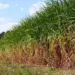 Produção de cana mais sustentável: nova lei beneficia o meio ambiente e os produtores