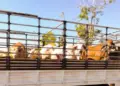 Projeto de Lei propõe rastreamento em tempo real para reforçar a segurança no transporte de animais