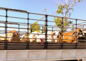 Projeto de Lei propõe rastreamento em tempo real para reforçar a segurança no transporte de animais