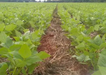 Embrapa abre edital para selecionar produtores de sementes de feijão preto