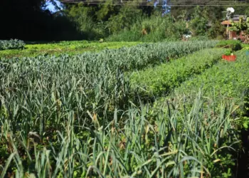 Valorização de propriedades agrícolas ultrapassa 100% desde 2019; Matopiba em destaque