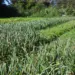 Valorização de propriedades agrícolas ultrapassa 100% desde 2019; Matopiba em destaque