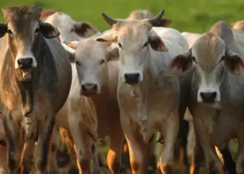 Boi gordo despenca; veja os preços da arroba hoje