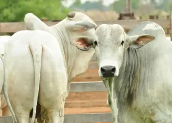 Pecuária como parte da solução é destaque no Fórum pré-COP 30