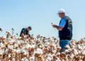 Algodão ganha força no Tocantins e Piauí