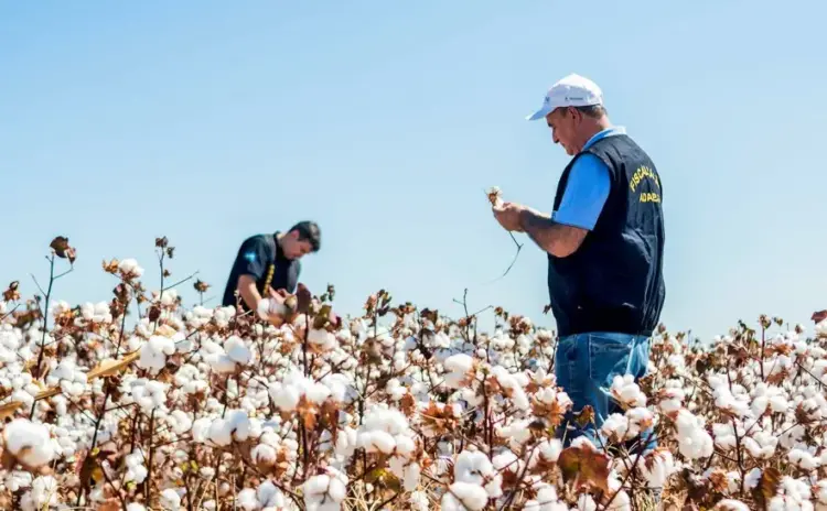 Algodão ganha força no Tocantins e Piauí