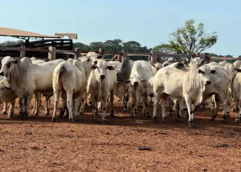 Pesagem intermediária da Prova de Ganho de Peso reúne criadores de todas as regiões do Tocantins