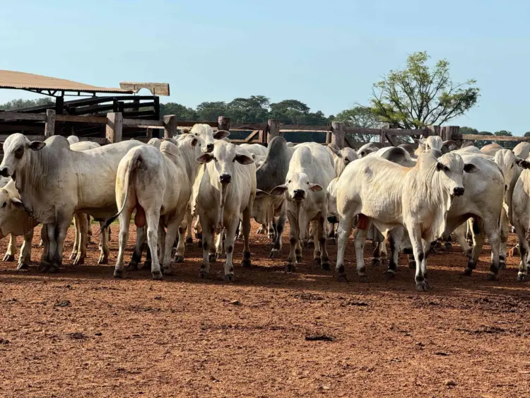 Pesagem intermediária da Prova de Ganho de Peso reúne criadores de todas as regiões do Tocantins