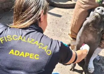 Adapec realiza monitoramento sorológico da Peste Suína Clássica em 55 municípios do estado