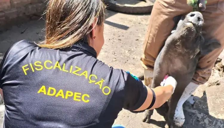 Adapec realiza monitoramento sorológico da Peste Suína Clássica em 55 municípios do estado