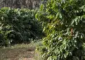 Excesso de calor pode prejudicar a produção de café em Minas Gerais