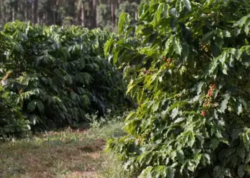 Excesso de calor pode prejudicar a produção de café em Minas Gerais
