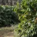 Excesso de calor pode prejudicar a produção de café em Minas Gerais
