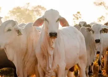 Vacinação contra a raiva em bovinos cresce 38,1% no estado