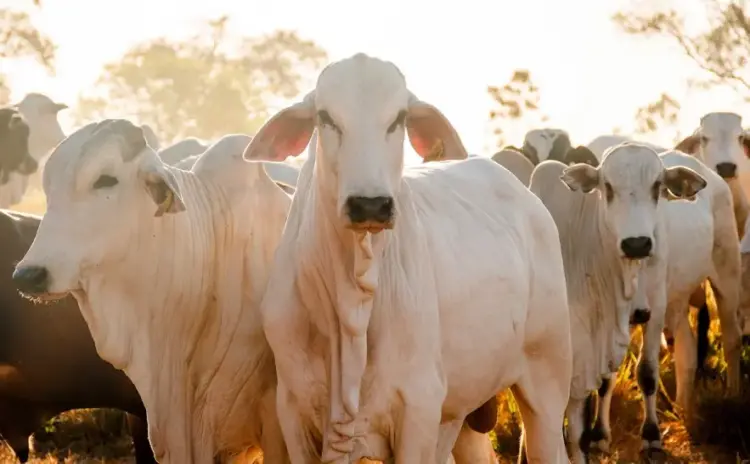 Vacinação contra a raiva em bovinos cresce 38,1% no estado