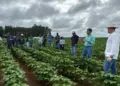 Produtores rurais do oeste do estado exploram tecnologias avançadas para o cultivo de grãos