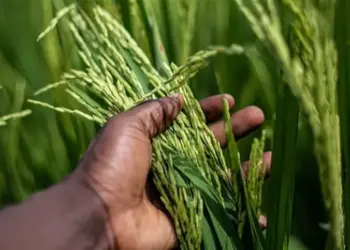 Câmara Setorial debate custos de produção na 35ª Abertura da Colheita do Arroz