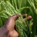 Câmara Setorial debate custos de produção na 35ª Abertura da Colheita do Arroz