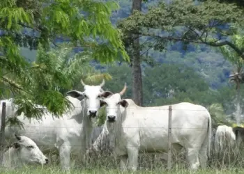 Boi gordo: preços acima da média em três estados; confira as cotações