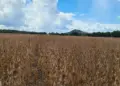 Cooperados da Frísia Iniciam colheita de soja no Tocantins