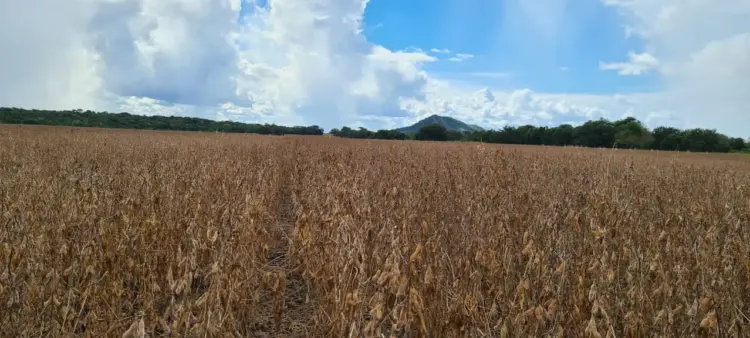 Cooperados da Frísia Iniciam colheita de soja no Tocantins