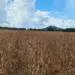 Cooperados da Frísia Iniciam colheita de soja no Tocantins