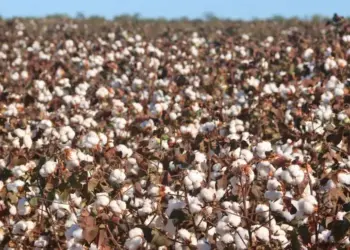 Janeiro projeta alta de 11,1% e safra recorde de 325,3 milhões de toneladas em 2025