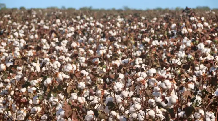 Janeiro projeta alta de 11,1% e safra recorde de 325,3 milhões de toneladas em 2025