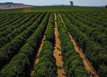 Irrigação por gotejamento ajuda produtora a superar os desafios do cultivo de café