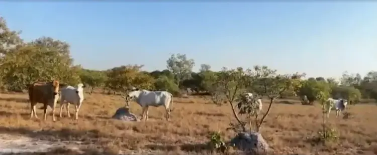Ibama determina retirada de gado arrendado da Ilha do Bananal devido a ‘descontrole total’