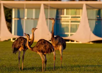 Com alta no preço do ovo de galinha, Lula diz economizar comendo ovos de ema