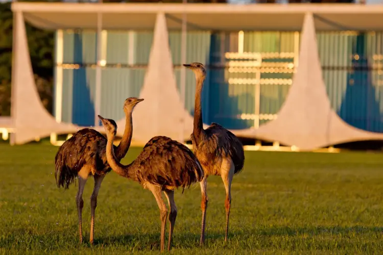 Com alta no preço do ovo de galinha, Lula diz economizar comendo ovos de ema