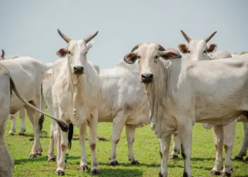 Debate sobre a implantação do sistema de rastreabilidade bovina é realizada no Tocantins