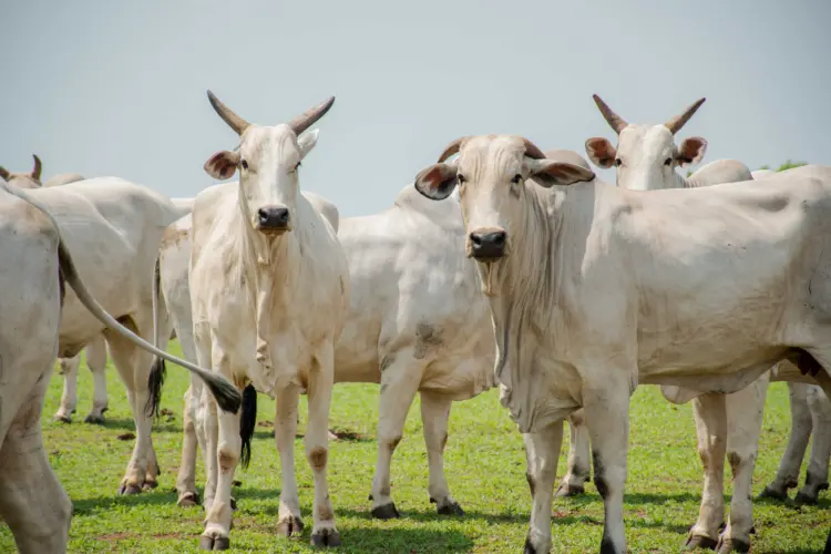 Debate sobre a implantação do sistema de rastreabilidade bovina é realizada no Tocantins