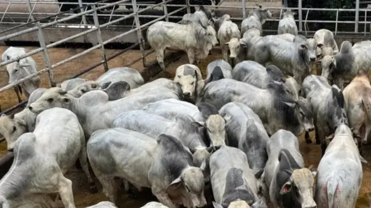 Pecuarista do Tocantins faz boiada de até quatro dentes superar 22@ com manejo a pasto e suplementação