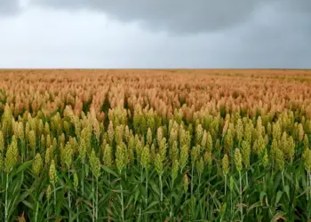Pesquisa revela que a maioria dos produtores rurais utiliza plantas de cobertura