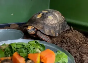 Jabuti resgatado após anos preso sob piso passa por quarentena e exames, diz veterinária