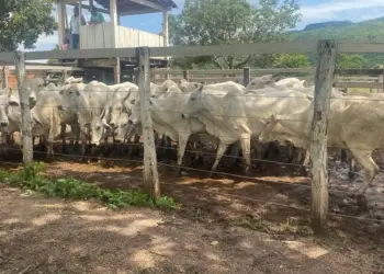 Gado avaliado em R$ 93 mil é recuperado e devolvido ao proprietário após furto em fazenda