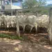 Gado avaliado em R$ 93 mil é recuperado e devolvido ao proprietário após furto em fazenda