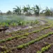 Comissão especial é criada para apresentar recomendações ao Projeto de Irrigação São João, em Porto Nacional