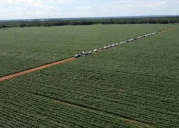 Caravana da Produção de Grãos encerra 1ª edição com alternativa inovadora para o cultivo de arroz em terras altas, em Miracema