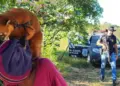 Quati mantido como pet e usando coleira é resgatado pela polícia