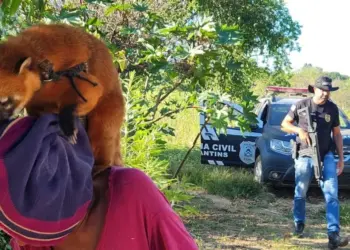 Quati mantido como pet e usando coleira é resgatado pela polícia