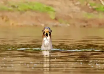 Programa Pró-Ariranha reforça conservação da espécie no Parque Estadual do Cantão