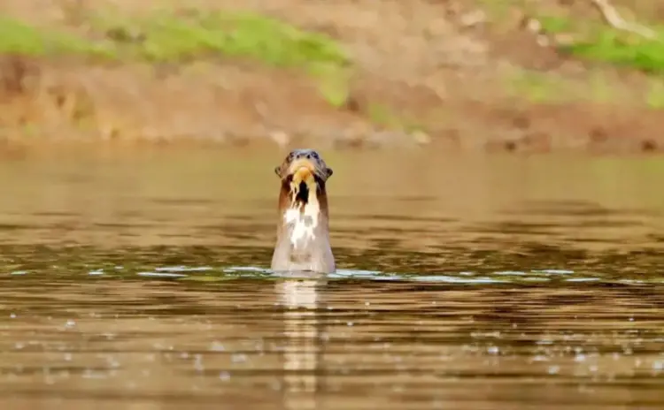 Programa Pró-Ariranha reforça conservação da espécie no Parque Estadual do Cantão