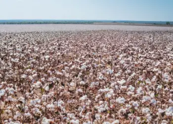 Produtores de algodão safrinha devem ficar atentos ao fim do prazo para cadastro de áreas