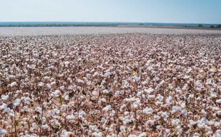 Produtores de algodão safrinha devem ficar atentos ao fim do prazo para cadastro de áreas
