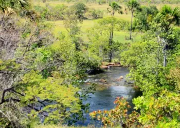 Desmatamento no Tocantins cai 38,3%, aponta Boletim Mensal