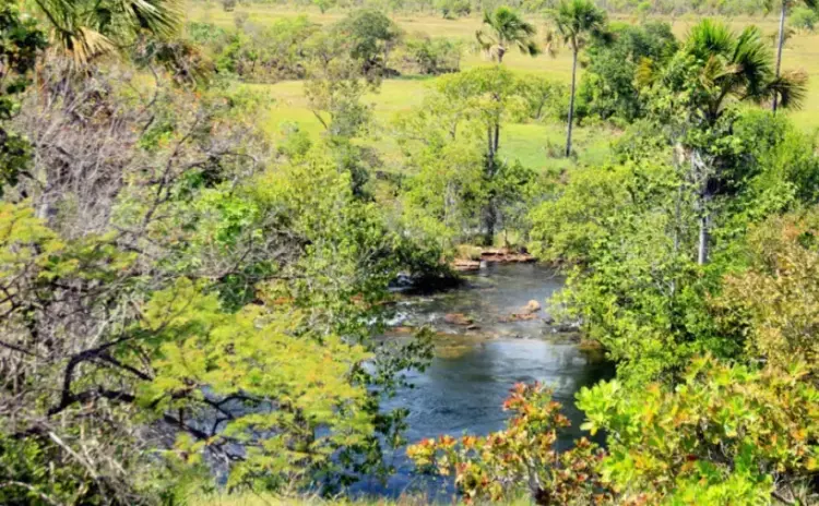 Desmatamento no Tocantins cai 38,3%, aponta Boletim Mensal