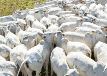 Palmas sediará 2º Workshop sobre Bem-Estar Animal na Pecuária nesta sexta-feira